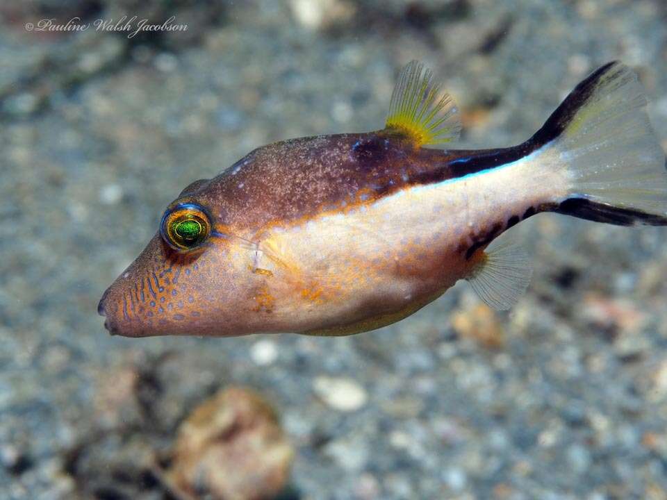 Слика од Canthigaster rostrata (Bloch 1786)