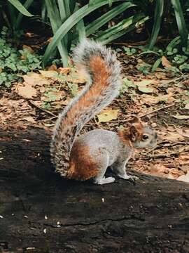 Image of Bushy-tailed Olingo