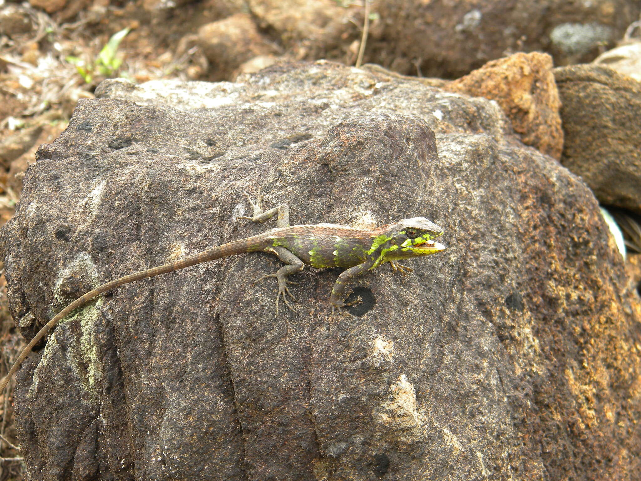 Image of Horsfield's Spiny Lizard