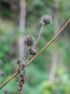 Image of small teasel