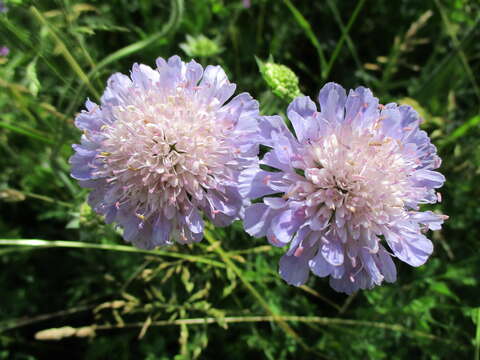 Слика од Knautia arvensis (L.) Coulter