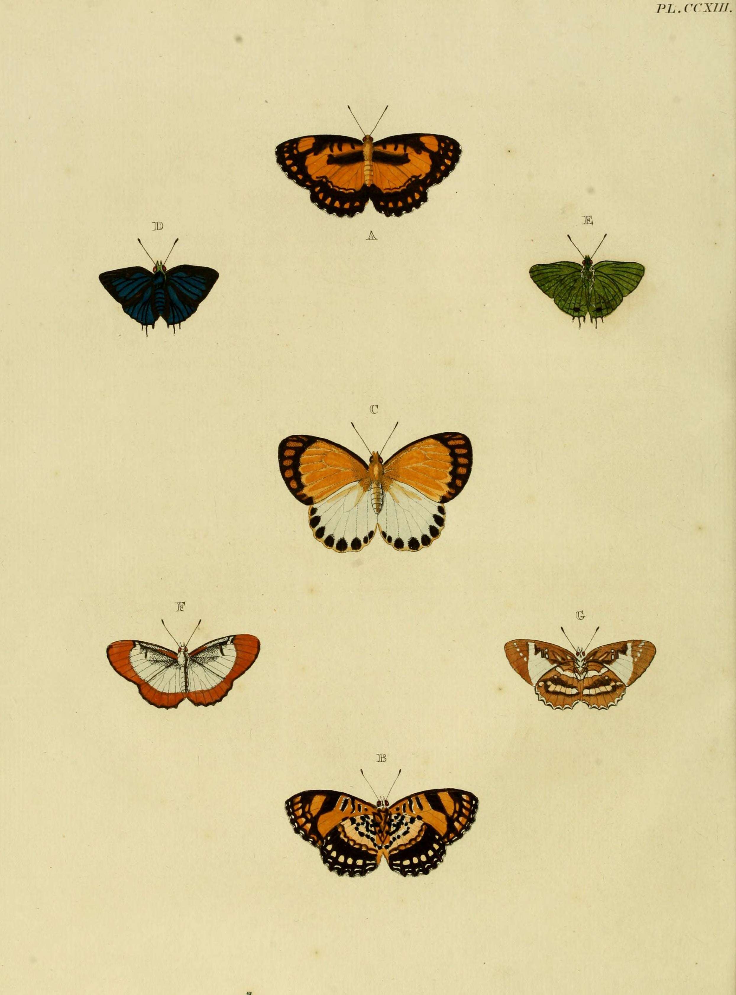 Image of Mestra dorcas Fabricius 1775