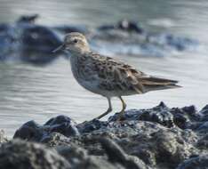 Image of Long-toed Stint