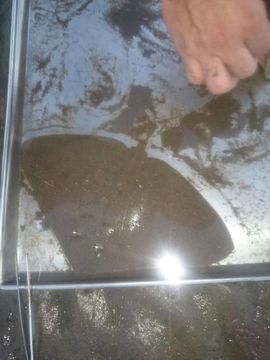 Image of California Butterfly Ray