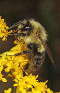 Image of Common Eastern Bumblebee