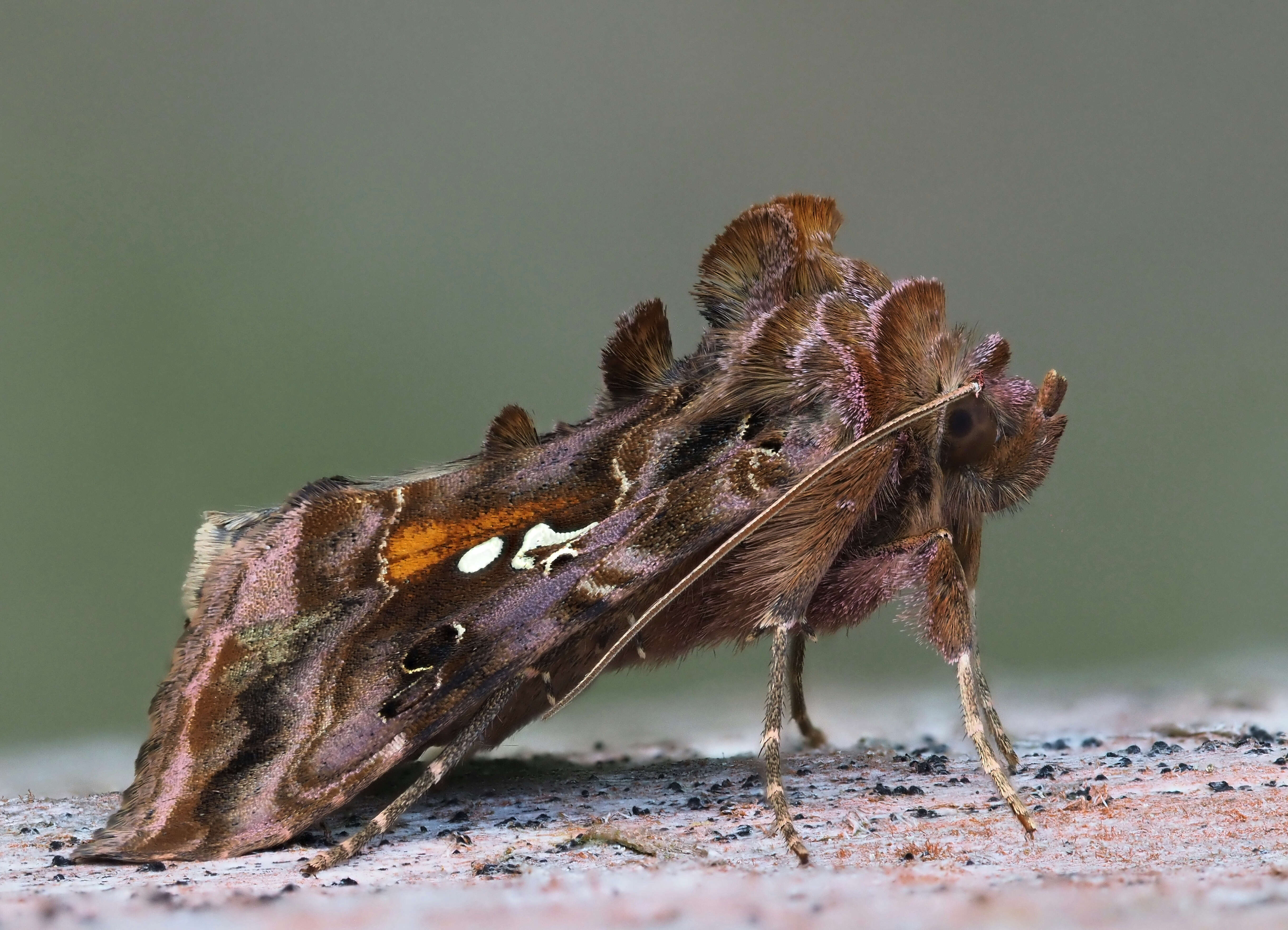 Imagem de Autographa pulchrina Haworth 1802