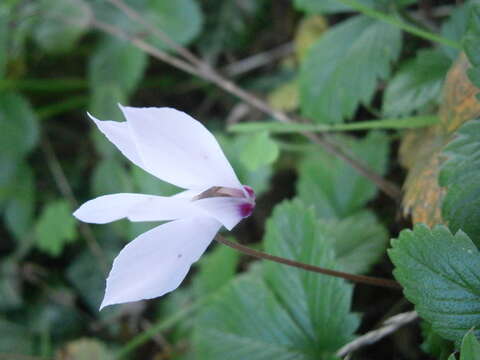 Image of Cyclamen cilicium Boiss. & Heldr.