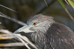 Image of Black-crowned night heron
