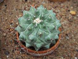 Image of Thelocactus hexaedrophorus (Lem.) Britton & Rose