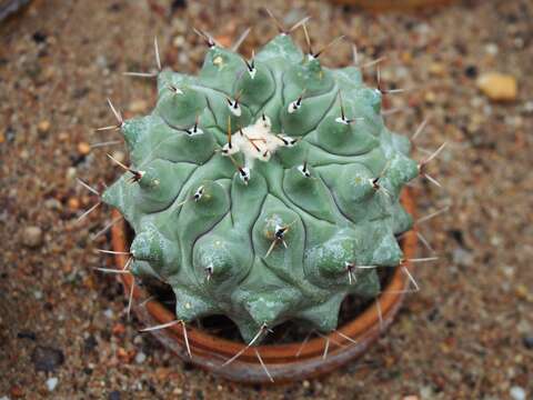 Image of Thelocactus hexaedrophorus (Lem.) Britton & Rose