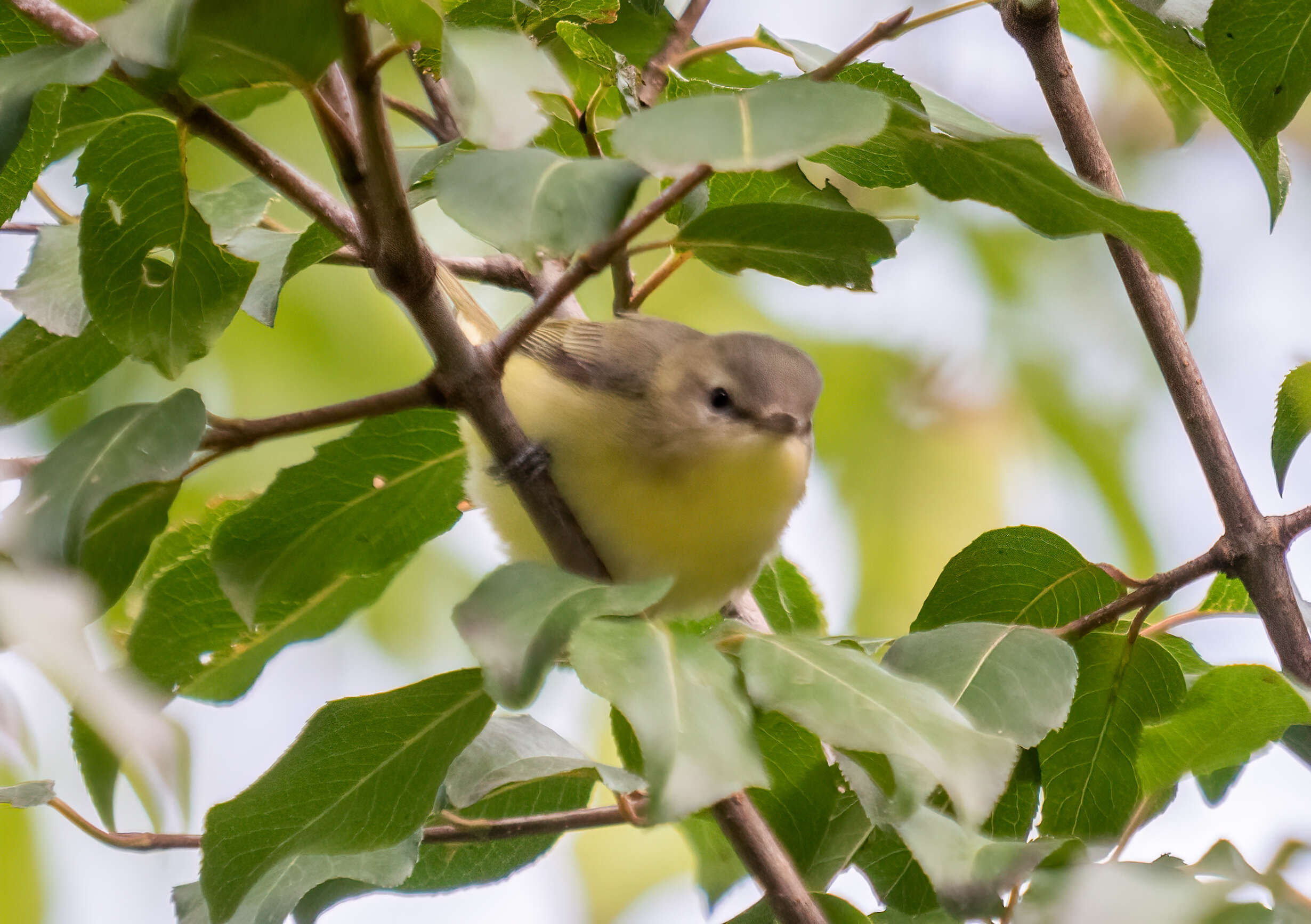 Слика од Vireo philadelphicus (Cassin 1851)