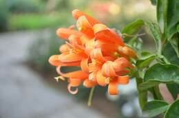 Image of pyrostegia