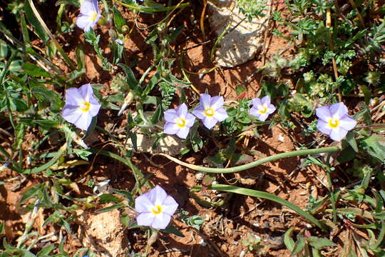 Image of Convolvulus pentapetaloides L.