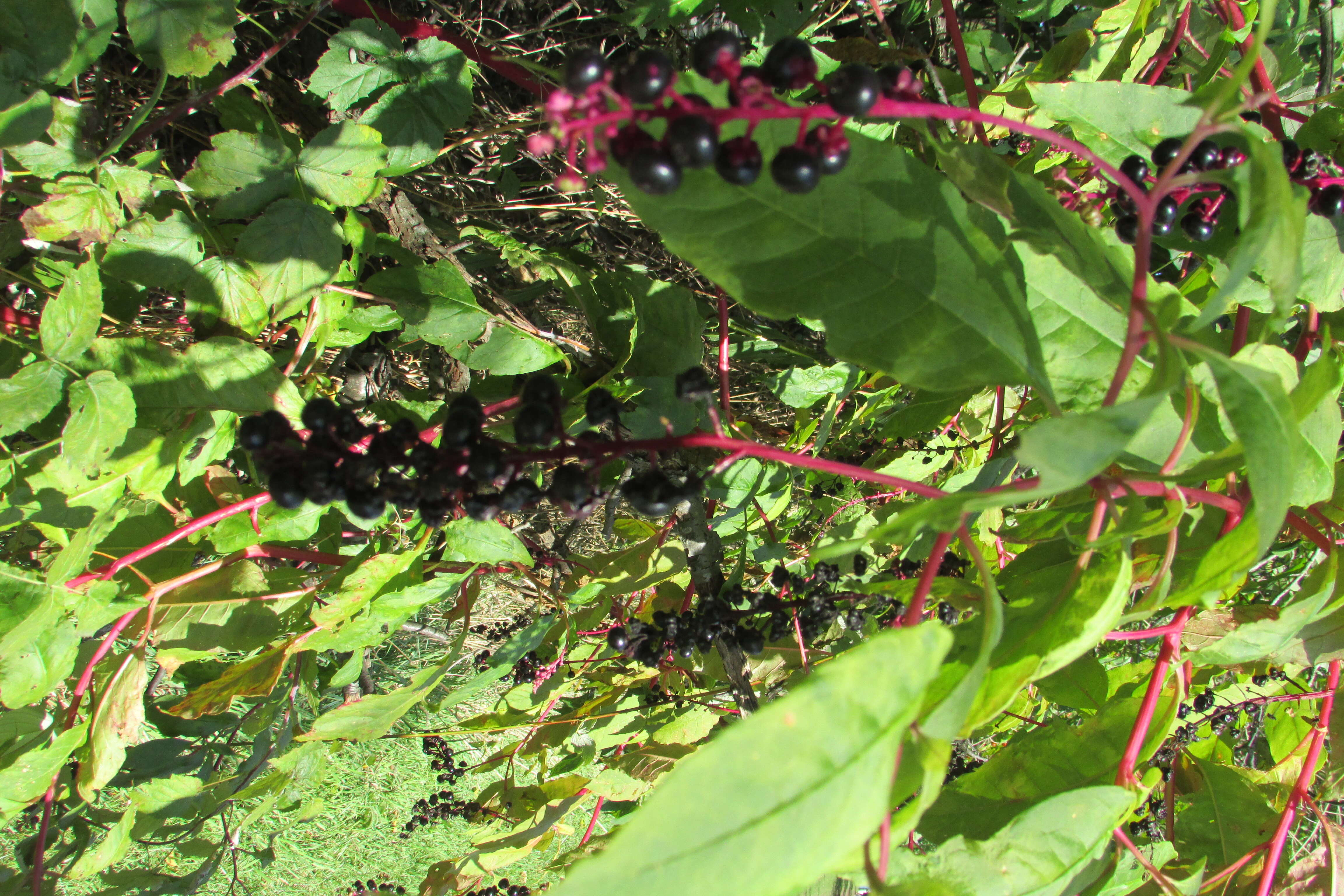 Image of browneyed Susan