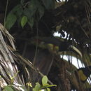 Image of Black-necked Aracari