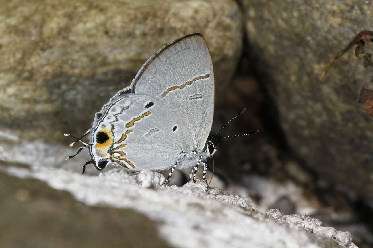 Слика од Hypolycaena narada