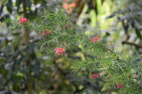 Image of Grevillea rosmarinifolia A. Cunn.