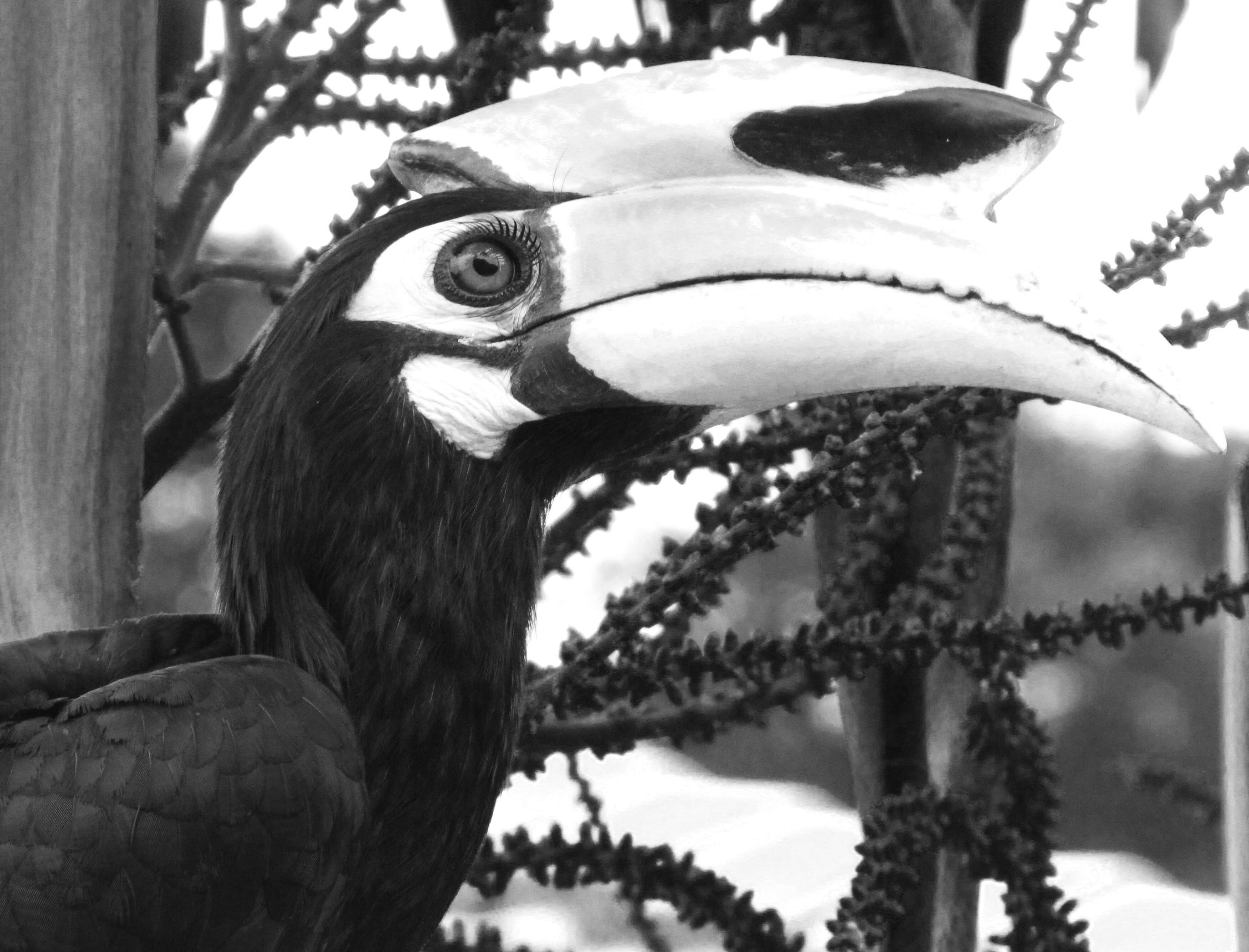 Image of Oriental Pied Hornbill