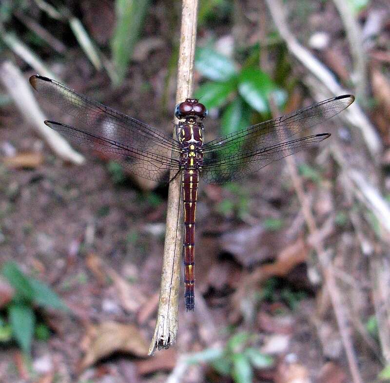 Image of Gray-waisted Skimmer