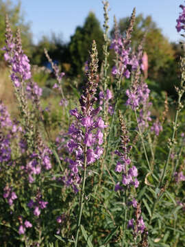 Image of Purple Toadflax