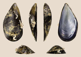 Image of Mediterranean mussel