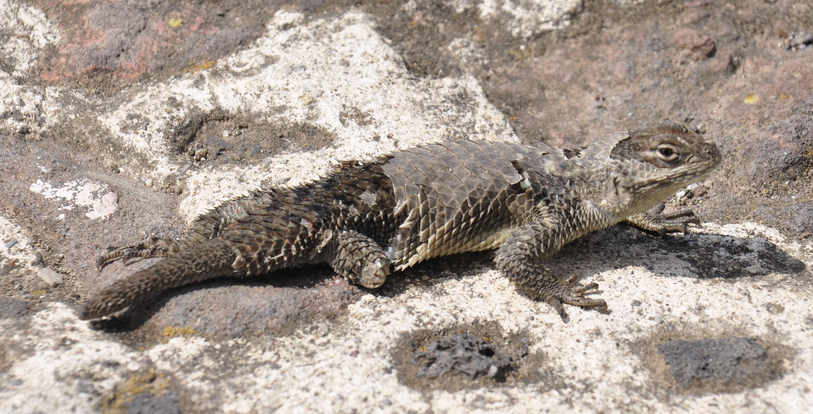 Image of Clark's spiny lizard