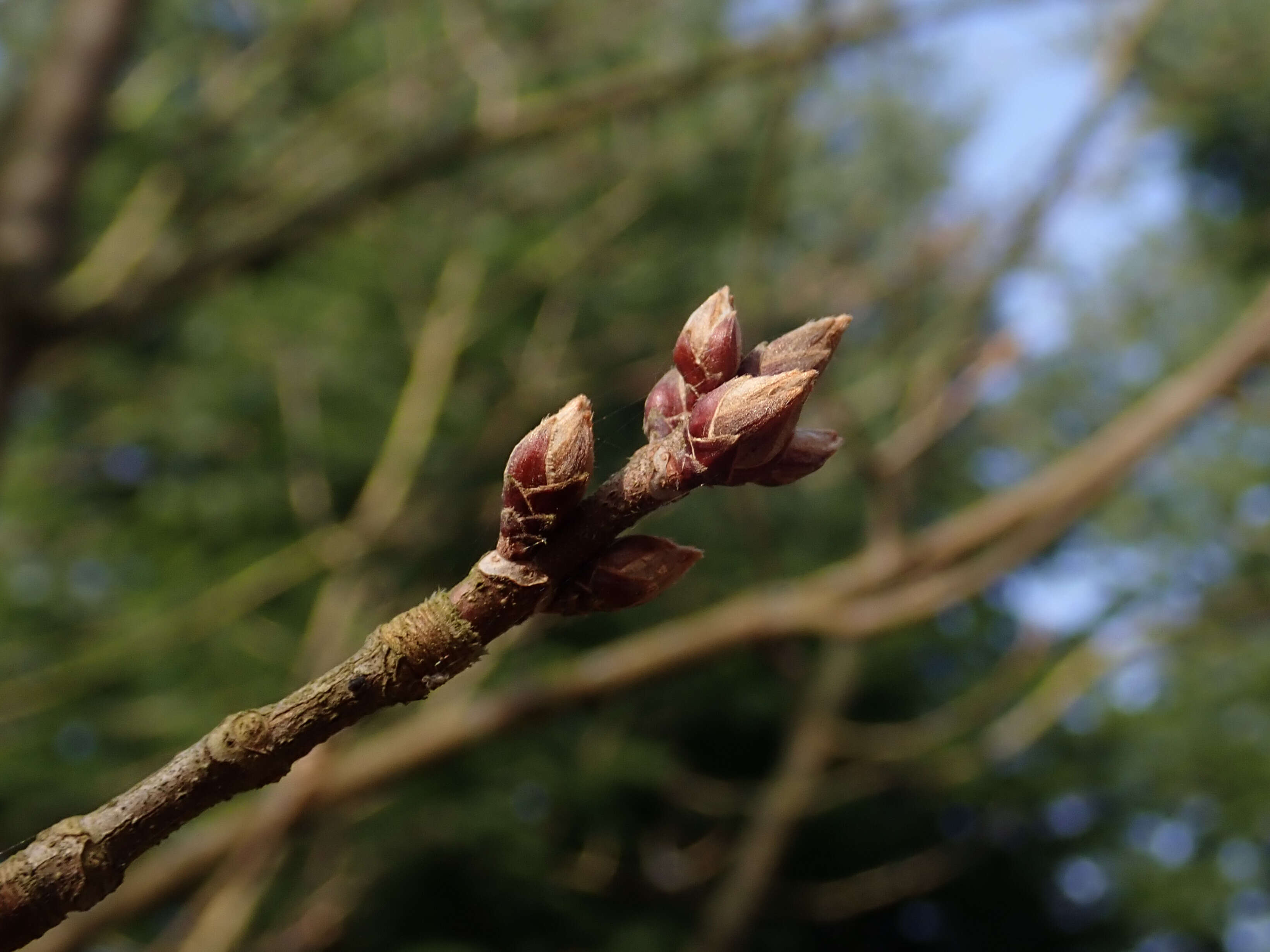 Imagem de Acer diabolicum Bl. ex Koch