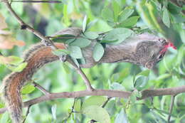 Image of Indian palm squirrel