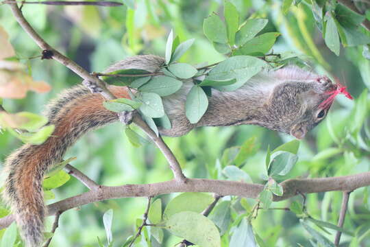 Image of Indian palm squirrel