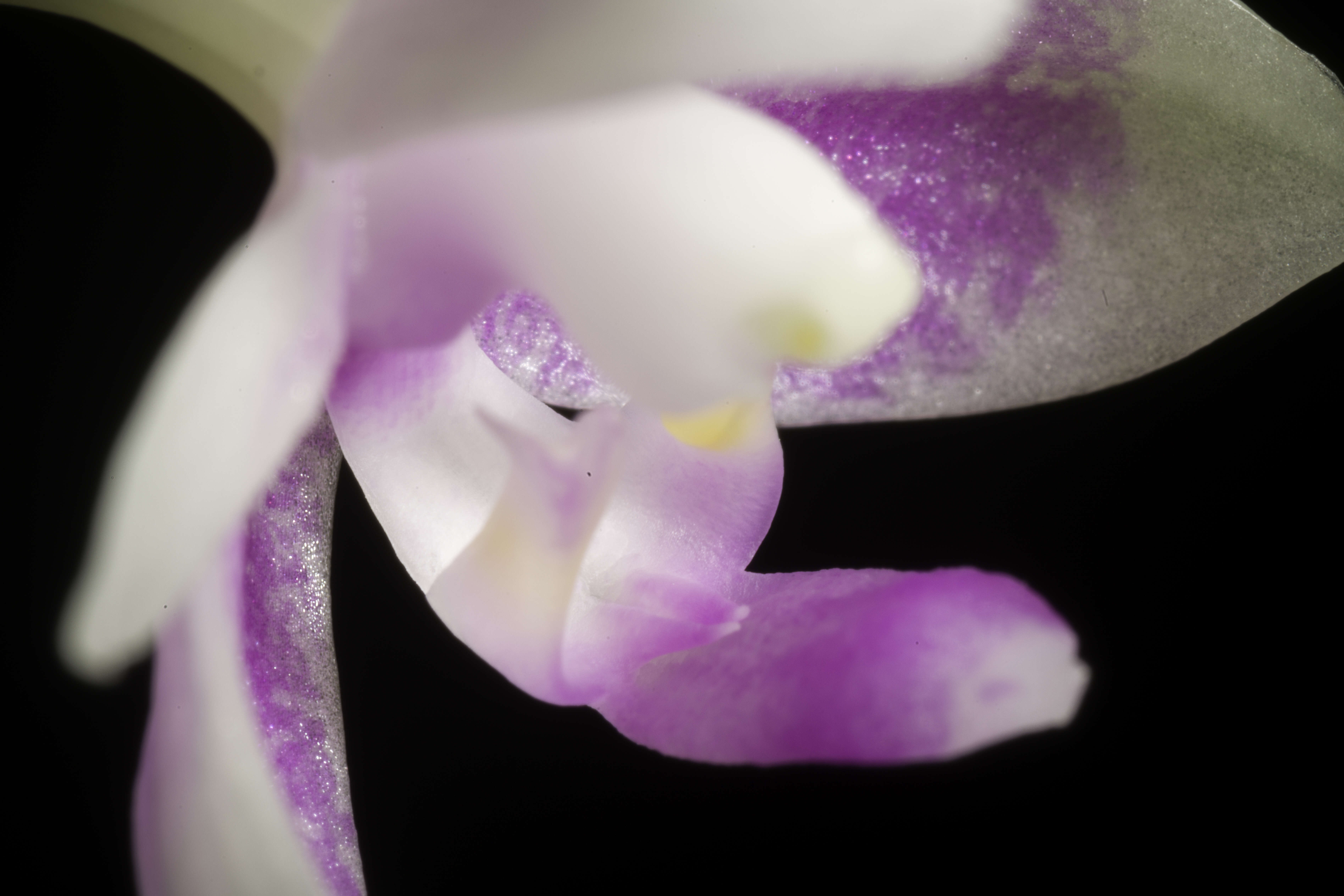 Image of Phalaenopsis modesta J. J. Sm.