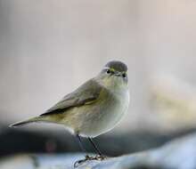 Image of Common Chiffchaff