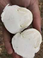 Image of <i>Amanita phalloides</i>