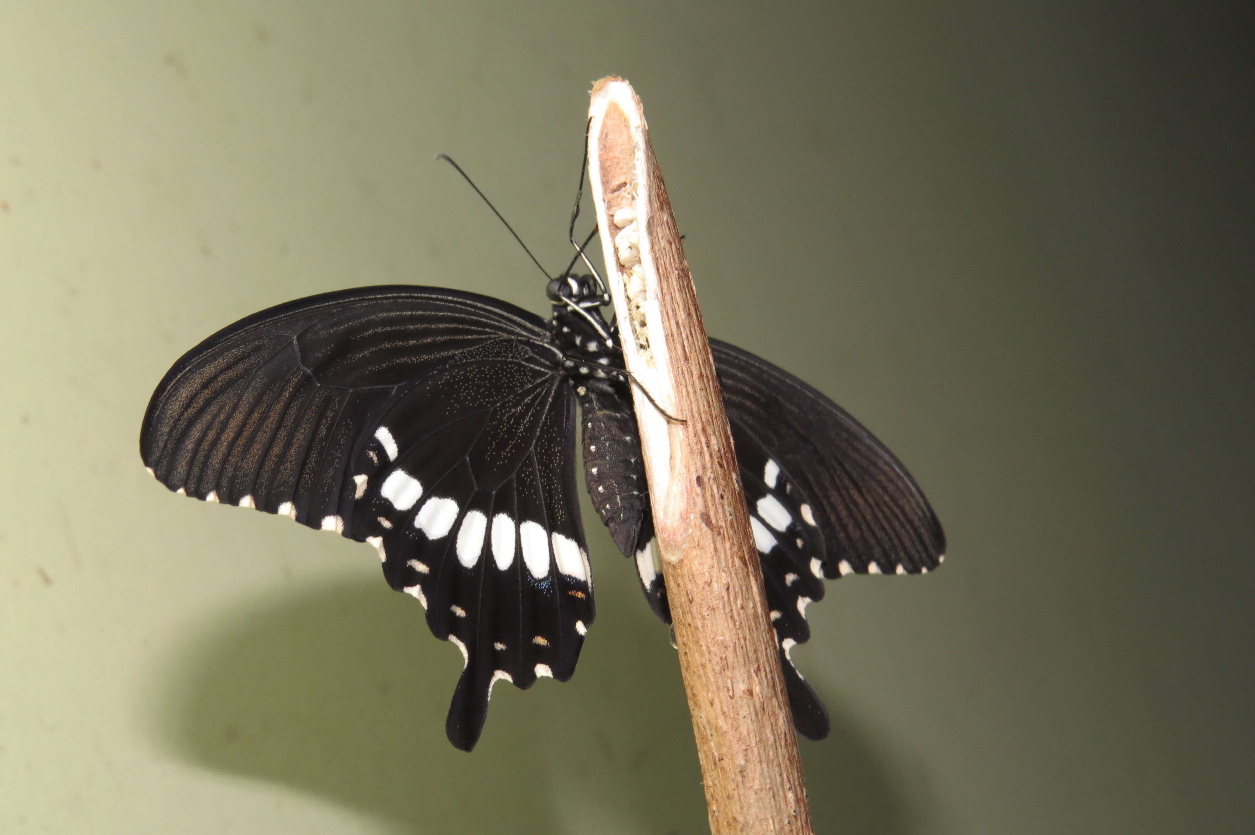 Image of Papilio polytes Linnaeus 1758