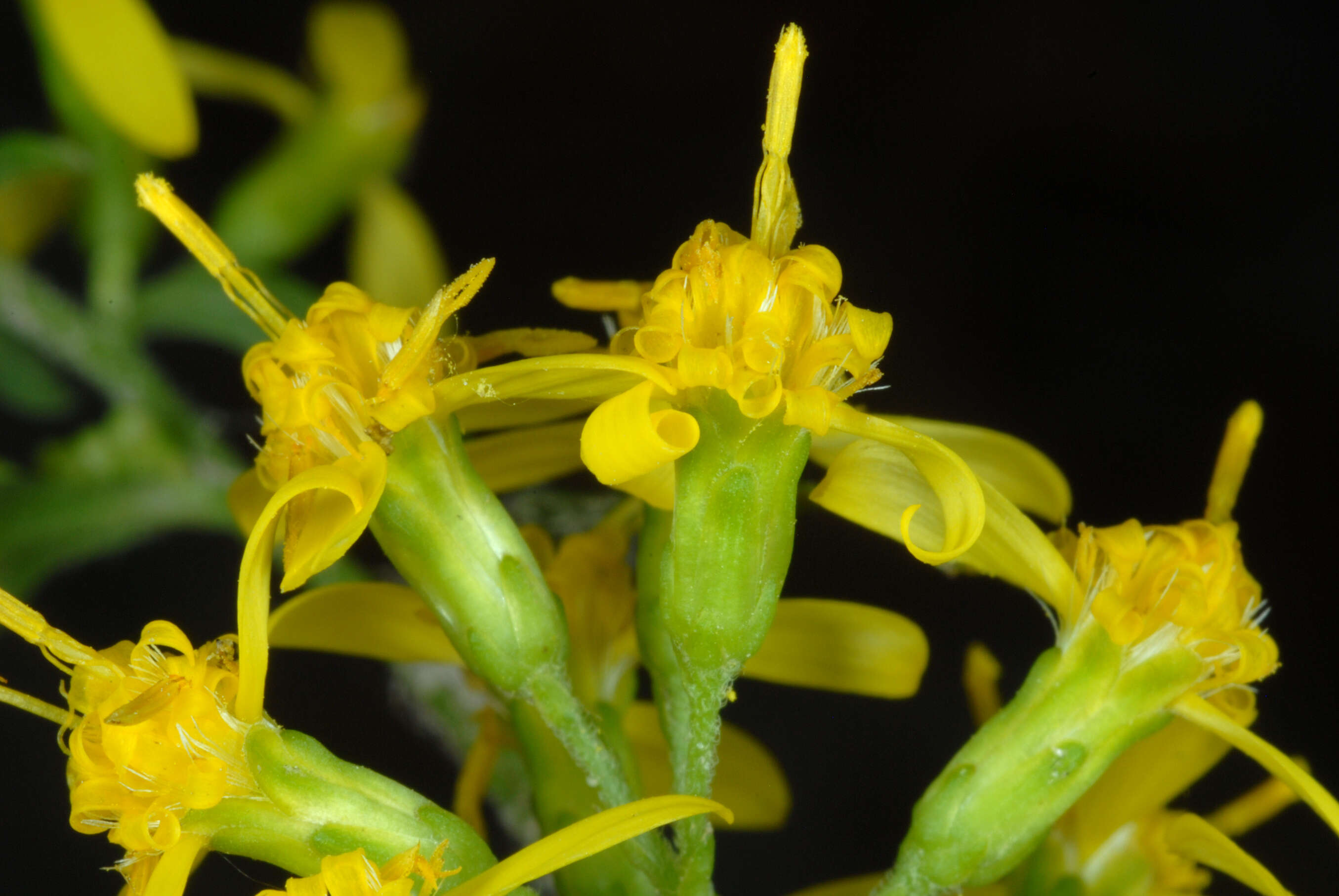 Image of Broad-leaved goldenrod