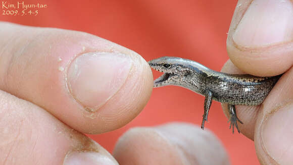 Image of Tsushima Ground Skink