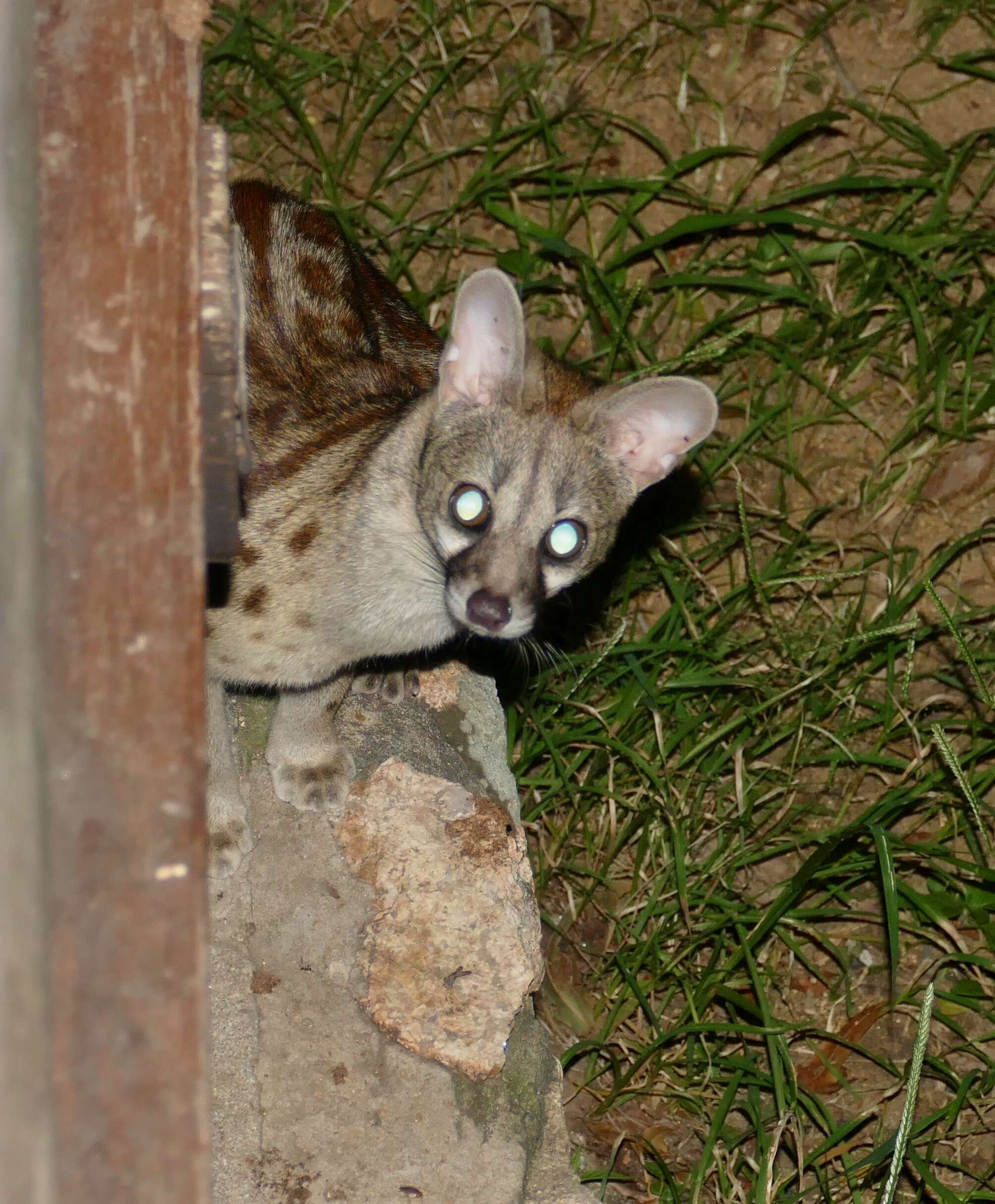 Image of Blotched Genet