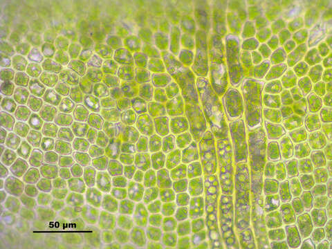 Image of Common Fold-leaf Liverwort