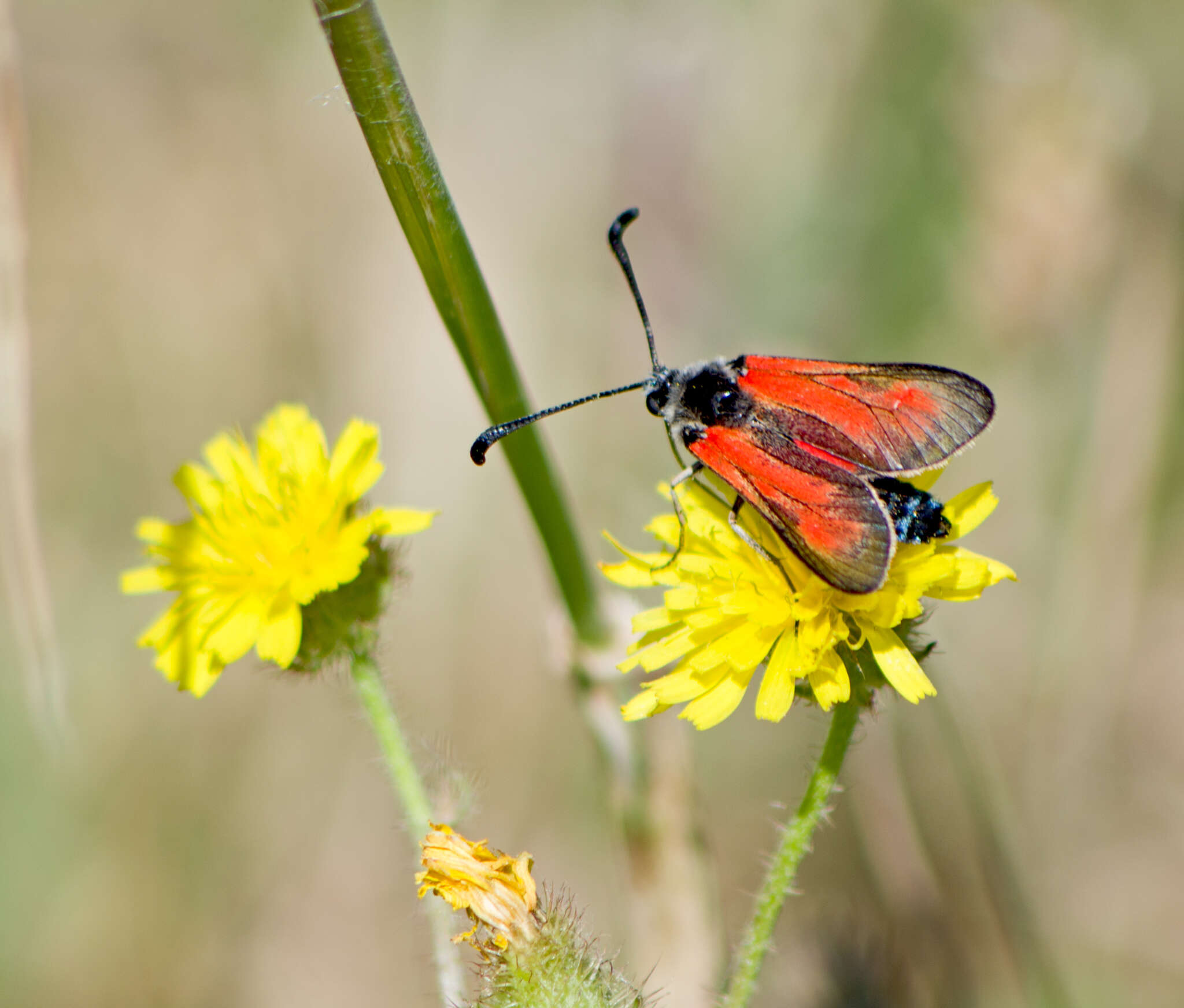 Image of Zygaena punctum Ochsenheimer 1808