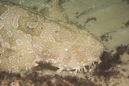 Image of Spotted Wobbegong