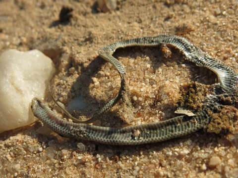 Image of Plumbeous or Reticulated Centipede Eater