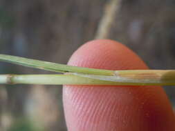 Image de Poa fendleriana (Steud.) Vasey