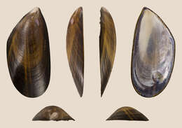 Image of Blue mussel