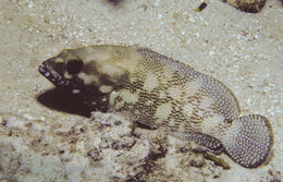 Image of Speckled-fin Rockcod