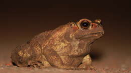 Image of asian black spotted toad