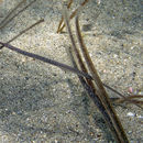 Image of Gulf pipefish