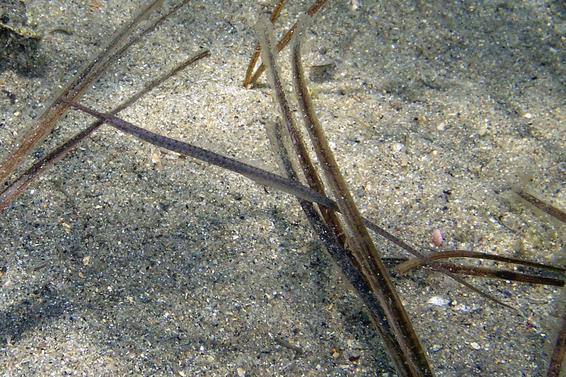 Image of Gulf pipefish