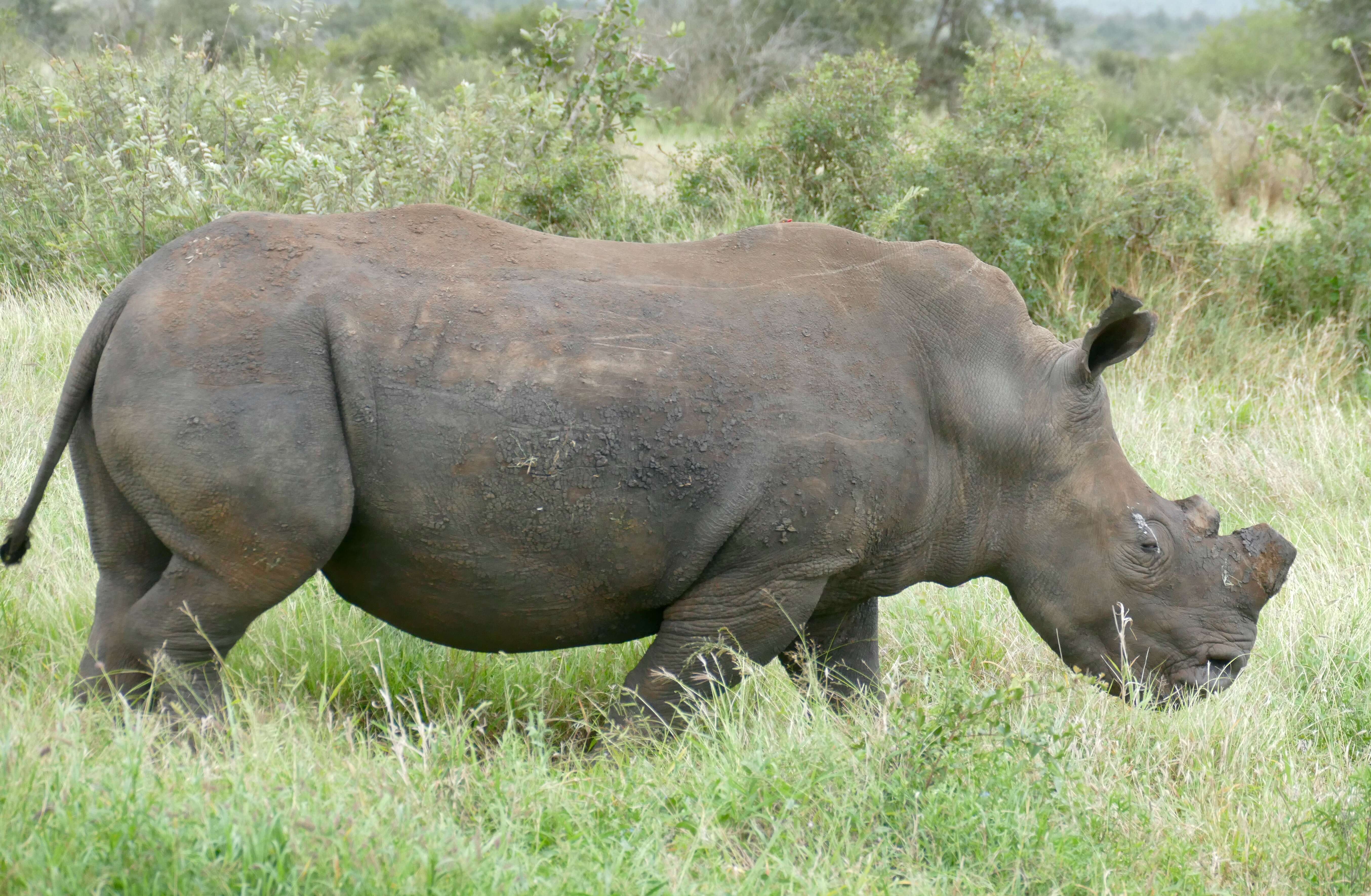 Image of Grass Rhinoceros