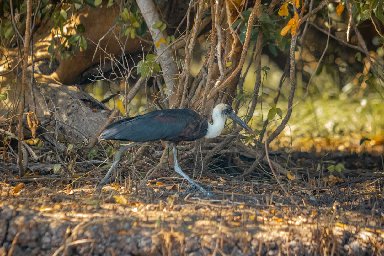 Image of African Woolly-necked Stork