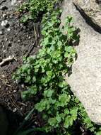 Image of false ivy-leaved speedwell