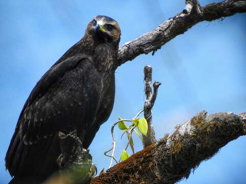 Image of Black Eagle